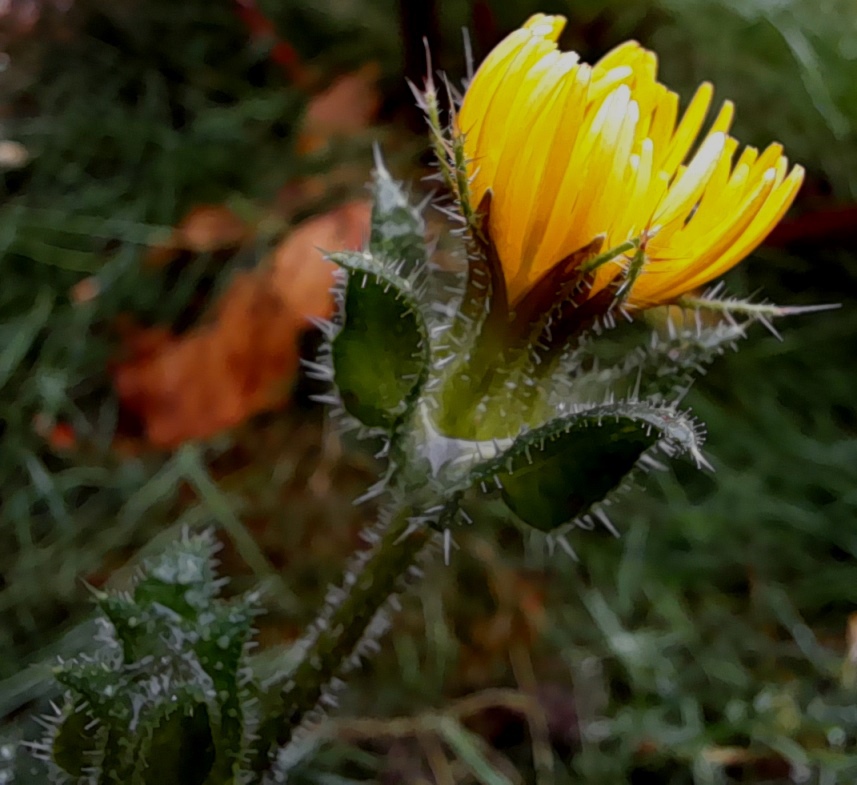 bristly oxtongue