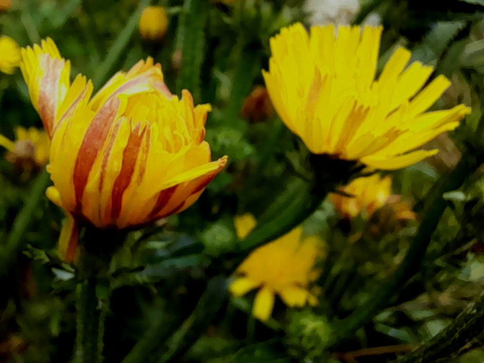 hawkweed oxtongue