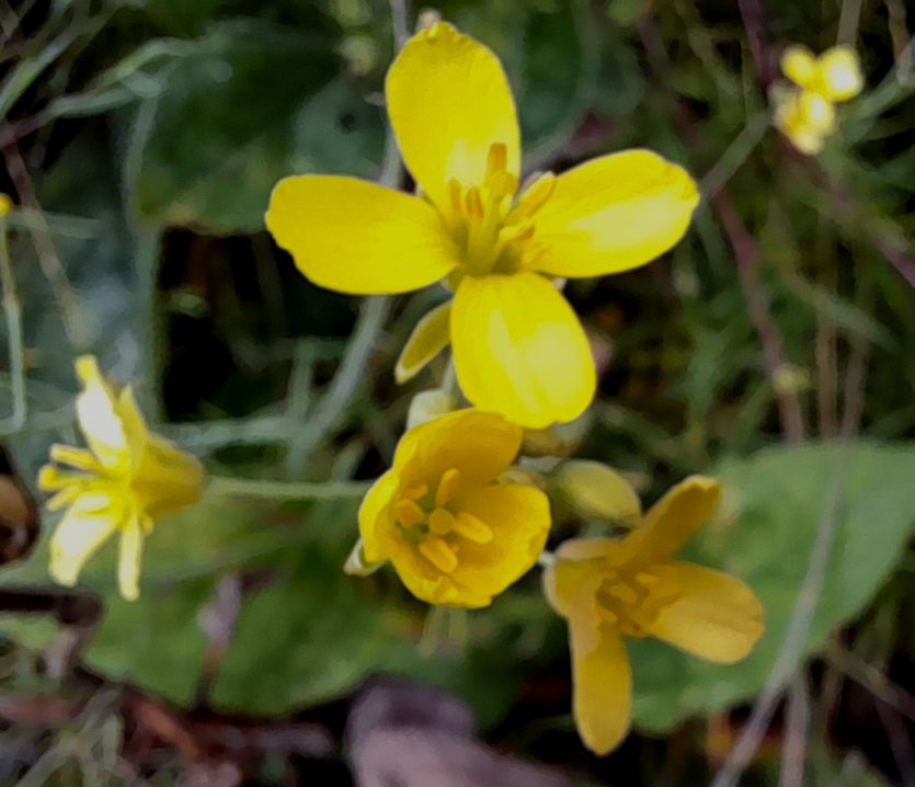 perennial wall rocket