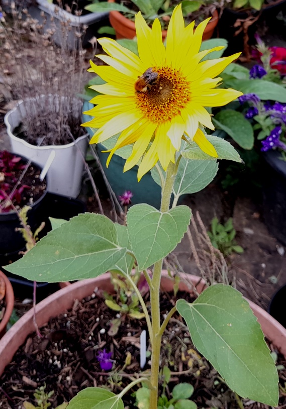 sunflower with bee